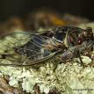 Cicada - Cedar Crest, NM