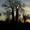Baobabs at day break